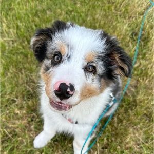 Meet your Posher, Mckynzie